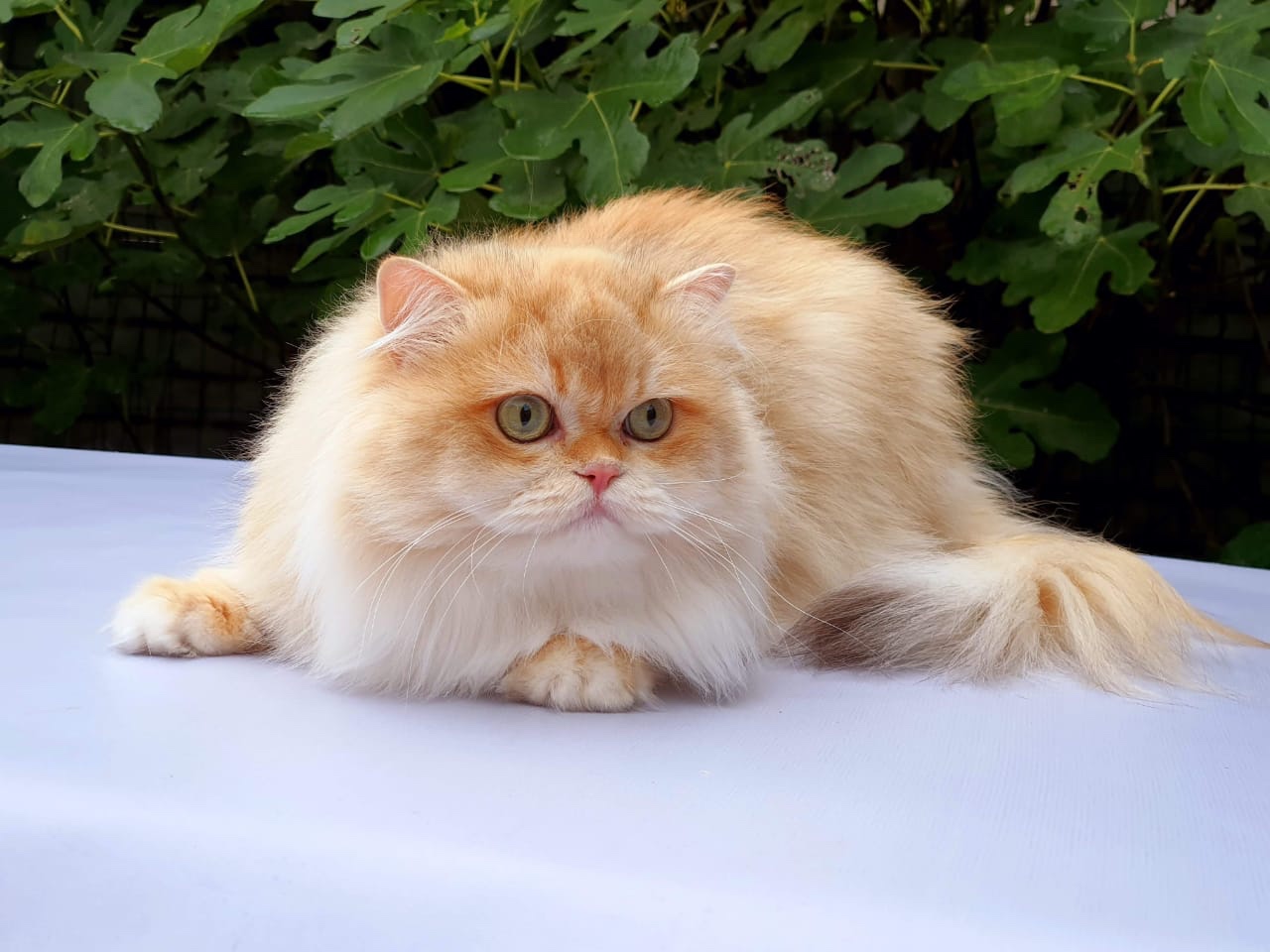 Willie's Dad – GCCF Nadiacat